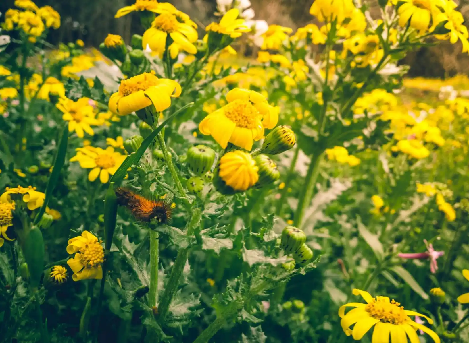 yellow flowers growing outside
